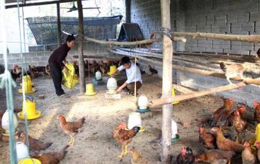 Anh Nguyễn Thành Luân chăm sóc, tiêm vắc - xin phòng, chống dịch bệnh cho gà giống mới mua về.
