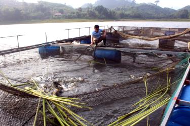 Một khu nuôi cá lồng trên hồ Thác Bà thuộc xã Phan Thanh, huyện Lục Yên.