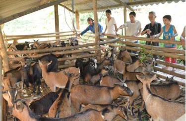 Mô hình chăn nuôi dê của nông dân xã Phan Thanh, huyện Lục Yên mang lại hiệu quả kinh tế cao. 
