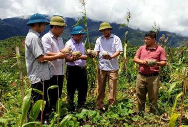 Thường trực HĐND huyện Mù Cang Chải giám sát việc thực hiện chính sách hỗ trợ sản xuất nông nghiệp trên địa bàn.