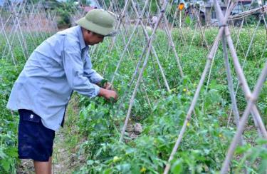 Nông dân phường Cầu Thia chăm sóc cây cà chua vụ đông.