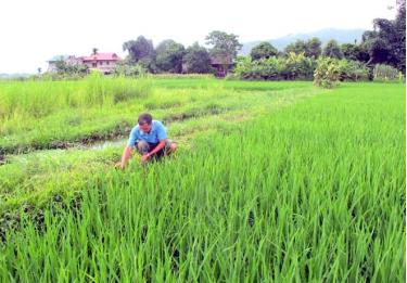 Nông dân thôn Ao Luông, xã Sơn A (Văn Chấn) làm cỏ bằng tay thay vì dùng thuốc trừ cỏ trong sản xuất nông nghiệp.