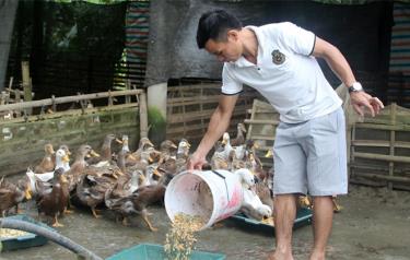 Anh Hoàng Văn Soi, thôn Nặm Trọ, xã Lâm Thượng cho vịt ăn lúa, ngô trộn thân chuối thái nhỏ để đàn vịt phát triển tốt.