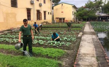 Cán bộ, chiến sĩ Ban Chỉ huy Quân sự thị xã Nghĩa Lộ tăng gia sản xuất.