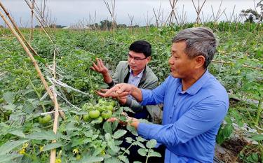 Trồng rau an toàn đang là hướng đi mới trong phát triển kinh tế ở thị xã Nghĩa Lộ.