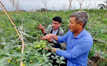 Trồng rau an toàn đang là hướng đi mới trong phát triển kinh tế ở thị xã Nghĩa Lộ.