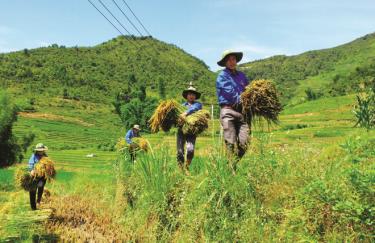 Thanh niên tình nguyện gặt lúa giúp nhân dân bản Có Thái, xã Nậm Có, huyện Mù Cang Chải.