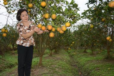 Cam Vinh nhà bà Hoàng Thị Túy.