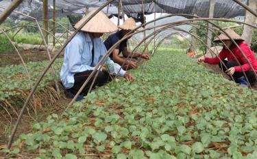 The model of safe vegetable production developed by rural women after participating in the vocational training course organised by the provincial Women Support Center.