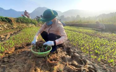 Nông dân huyện Lục Yên phát triển cây ngô vụ đông.