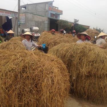 Làm cây rơm dự trữ thức ăn cho trâu, bò trong mùa đông là cách làm phổ biến ở vùng nông thôn.