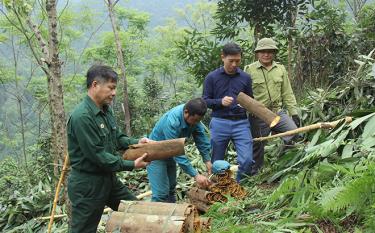 Người dân xã Đào Thịnh, huyện Trấn Yên đã chuyển mạnh sang phát triển quế hữu cơ để gia tăng giá trị sản phẩm. (Ảnh: Thanh Tiến - Trung tâm TT-VH Trấn Yên)