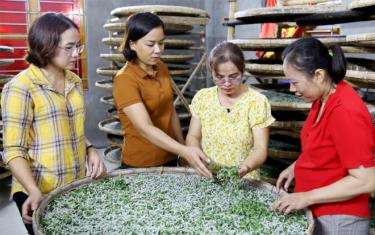 Hợp tác xã Dâu tơ tằm Việt Thành hàng năm cấp nhiều con giống chất lượng cho người dân nuôi tằm. Ảnh: Văn Tuấn
