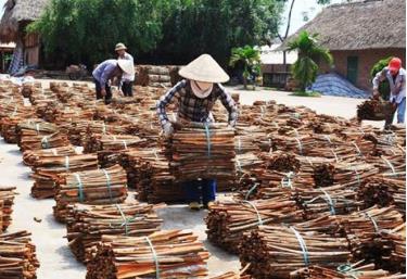 Xã viên Hợp tác xã quế hồi xã Đào Thịnh, huyện Trấn Yên phơi quế vỏ. (Ảnh minh họa).