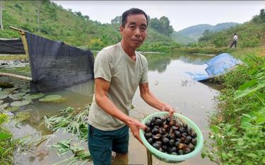 Nhờ nuôi ốc nhồi, đến nay, hàng năm gia đình ông Đỗ Văn Phương thu về trên 600 triệu đồng.