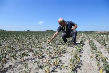 Một cánh đồng đậu tương khô héo do nắng nóng kéo dài tại Sozzago, Italy. (Ảnh: AFP/TTXVN)