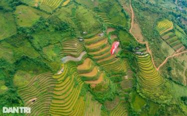 Bay dù trên biển lúa chín ở Mù Cang Chải thu hút rất đông du khách.