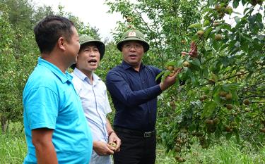 Bí thư Huyện ủy, Chủ tịch HĐND huyện Mù Cang Chải Nông Việt Yên kiểm tra mô hình trồng cây lê tai nung tại xã Púng Luông.