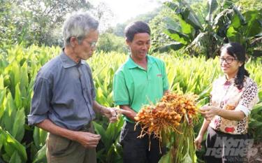 Người dân thu hoạch nghệ tươi.