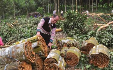 Người dân xã An Lương, huyện Văn Chấn thu hoạch quế (ảnh tư liệu).