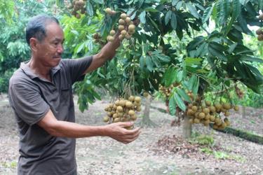 Quả nhãn tươi của Việt Nam được phép nhập khẩu vào Nhật Bản (Ảnh minh họa)