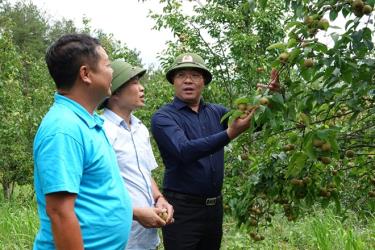 Bí thư huyện ủy Nông Việt Yên (áo xanh đậm) trong chuyến thực tế cơ sở  mô hình trồng cây lê đặc sản của hộ gia đình anh Mùa A Tòng, xã Púng Luông.