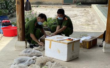 Cán bộ, chiến sĩ Phòng Cảnh sát môi trường, Công an tỉnh thu giữ động vật hoang dã tại thành phố Yên Bái.