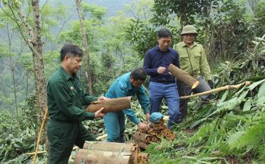 Nông dân xã Đào Thịnh khai thác vỏ quế.