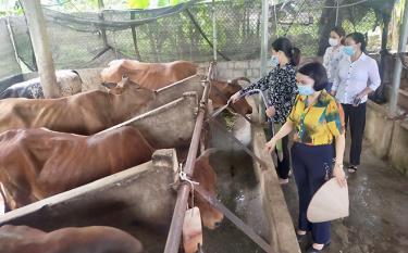 Lãnh đạo Hội Liên hiệp Phụ nữ huyện Trấn Yên thăm mô hình nuôi bò thương phẩm tại xã Vân Hội.