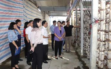 Đoàn công tác tham quan mô hình trồng nấm ở tổ 3, xã Hợp Minh, thành phố Yên Bái.