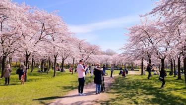 Amsterdamse Bos tại TP Amsterdam, một trong những công viên lớn nhất của châu Âu.