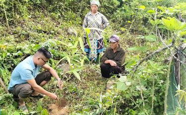 Nông dân xã Suối Bu, huyện Văn Chấn được hướng dẫn kỹ thuật để phát triển diện tích tre măng Bát độ.