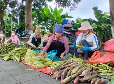 Ngô nếp, ngô bao tử được bà con bày bán dọc đường vào thị xã Nghĩa Lộ