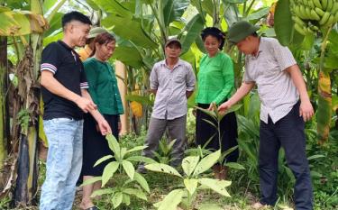 Hội Nông dân xã Khánh Hòa huyện Lục link dafabet kiểm tra mô hình trồng cây khôi nhung của hội viên được triển khai trên địa bàn.