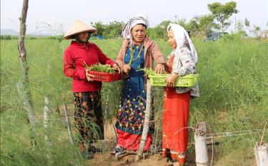 Bà Châu Thị Xéo (giữa) tích cực vận động đồng bào Chăm ở xã Phước Hải, huyện Ninh Phước (Ninh Thuận) trồng cây măng tây xanh, đem lại hiệu quả kinh tế cao. Ảnh tư liệu, minh họa