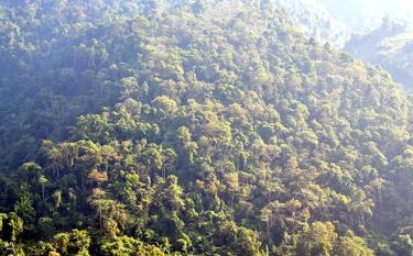 Diện tích rừng phòng hộ của xã Suối Quyền được quản lý, bảo vệ tốt nên không có tình trạng chặt phá, đốt rừng làm nương rẫy.