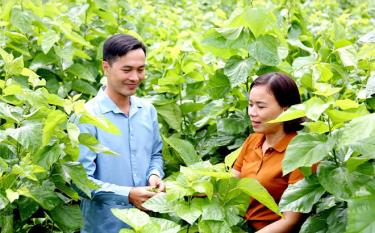 Huyện Trấn Yên đã hình thành vùng trồng dâu nuôi tằm góp phần quan trọng vào phát triển kinh tế nông nghiệp, nông thôn. (Trong ảnh: Lãnh đạo xã Việt Thành kiểm tra chất lượng dâu ở thôn Lan Đình. Ảnh: Văn Tuấn)