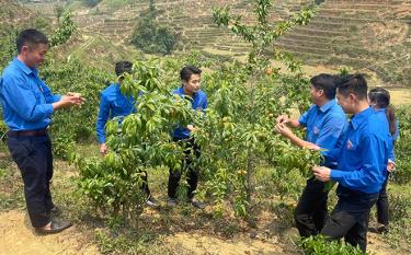 Lãnh đạo Tỉnh đoàn Yên Bái thăm mô hình “Vườn đào hữu cơ” sử dụng chế phẩm EMIC giúp bảo vệ môi trường.