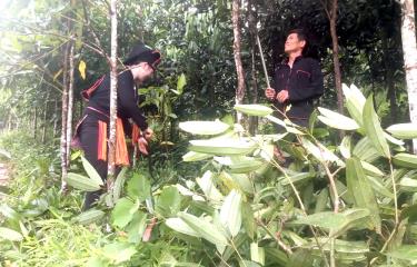 Residents of Mo Vang Commune, Van Yen District, tend to use cinnamon, a medicinal plant with high economic value.