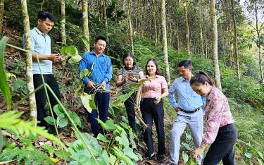 Leaders of the Farmers' Union and FFF II Program management visiting the model of medicinal herb cultivation under the forest canopy, managed by the Hung Thinh Cinnamon and Medicinal Herbs Cooperative.