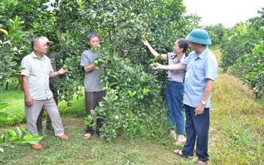 Cán bộ xã Đại Lịch tham quan mô hình trồng cam của gia đình ông Vũ Văn Chiêm, thôn Bằng Là 1 (người thứ 3 từ phải sang).