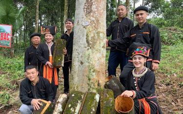 Đồng bào dân tộc thiểu số huyện Văn Yên tích cực chuyển đổi cơ cấu cây trồng, vật nuôi, áp dụng tiến bộ khoa học kỹ thuật vào sản xuất, phát triển kinh tế đạt hiệu quả cao.