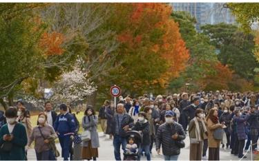 Lá cây chuyển màu đỏ và vàng tại Tokyo, Nhật Bản.