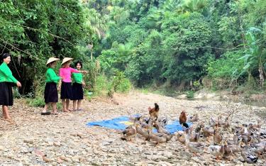 Vịt bầu Lâm Thượng được nuôi thả bên các dòng suối nên chất lượng thịt rất thơm ngon.