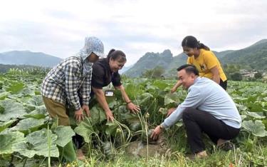 Lãnh đạo UBND xã Sơn Lương thăm mô hình trồng bí lấy hạt.