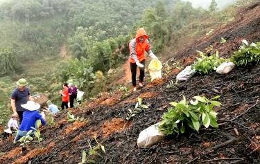 Các địa phương tích cực ra quân trồng cây đầu xuân góp phần hoàn thành 
 kế hoạch trồng rừng năm 2024.