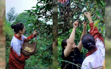 Nhóm học sinh lớp 12D3, Trường THPT Nguyễn Huệ thu hái hoa chè Shan tuyết cổ thụ Suối Giàng để thực hiện dự án.