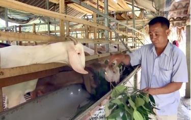 In 2024, Yen Bai is estimated to achieve a live meat production output of 80,000 tons, reaching 106.7% of the planned target; the total number of major livestock is expected to be 309,700 heads, achieving 97.1% of the planned goal. Photo: Farmers in Tan Hop Commune, Van Yen District, taking care of their family's goat herd.