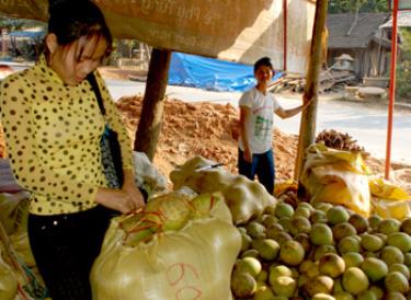 Thu gom bưởi về xuôi.