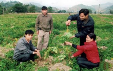 Cán bộ phòng nông nghiệp và Trạm Khuyến nông Văn Chấn kiểm  tra quá trình sinh trưởng phát triển của cây khoai tây giống mới.
